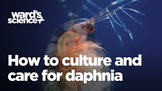 Caring and Culturing for Daphnia [upl. by Eilloh]