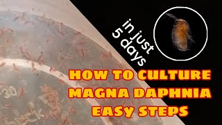 How to Culture Magna Daphnia Easily [upl. by Esorlatsyrc542]