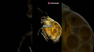 How to culture Daphnia for your Aquarium [upl. by Ellwood857]