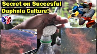 How to Culture Daphnia Successfully [upl. by Sewoll515]