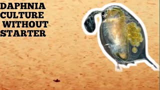 HOW TO CULTURE DAPHNIA NATURALLY WITHOUT A STARTER [upl. by Lavelle]