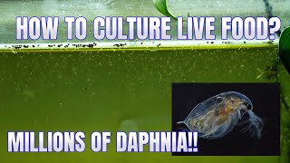 How to Culture Daphnia Secret Method to Breed MILLIONS  Simply Aquatic [upl. by Ot]