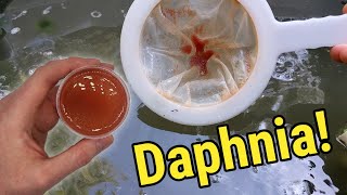 How I Culture Daphnia In Outdoor Tubs [upl. by Gawain322]