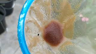 How to culture daphnia moina in a small container Part 1 English Subtitle [upl. by Ennovehc]