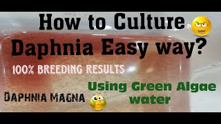 Daphnia MagnaHow to Culture Daphnia Easy wayCulturing Daphnia using Green water Daphnia [upl. by Waverly]