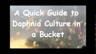 How to culture daphnia outside [upl. by Eednas778]