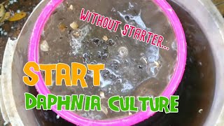 How to culture daphnia moina the easy way 1  Starting the Daphnia culture [upl. by Stefania]