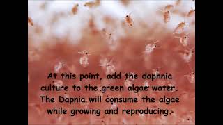 Daphnia  How to grow daphnia in your home [upl. by Bastien]