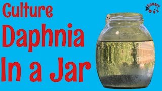 How to Culture Daphnia in a Jar [upl. by Accever185]