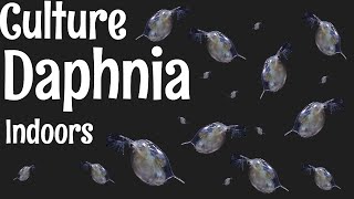 How to Culture Daphnia [upl. by Bathsheeb]