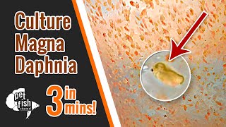 How to culture DAPHNIA MAGNA  The easy way [upl. by Iny]