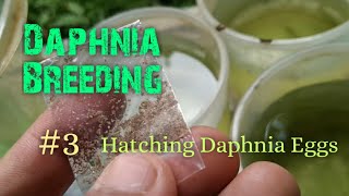 Daphnia Culture made simple and easy 3  Hatching Daphnia eggs [upl. by Miharbi]