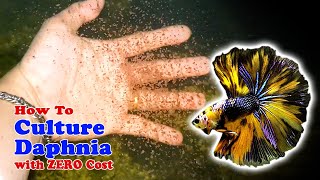 How to Culture Daphnia with ZERO Cost  Unlimited Live Food For Our Fish [upl. by Hamfurd]