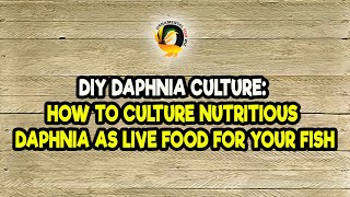 DIY Daphnia Culture How to Culture Nutritious Daphnia as Live Food for Your Fish [upl. by Joye]