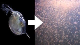 How I Culture Daphnia [upl. by Ahsan]