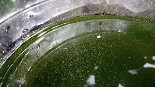 DAPHNIA MOINA CULTURE IN A SMALL BUCKET [upl. by Sone280]