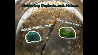 How To Culture Daphnia and Moinas using Green Water Spirulina powder [upl. by Eek]