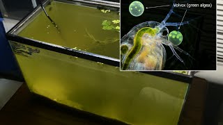 Raising Daphnia for the Freshwater Aquarium [upl. by Rriocard73]