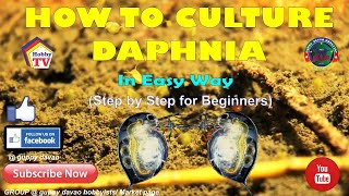 HOW TO CULTURE DAPHNIA In Easy Way [upl. by Dagna]